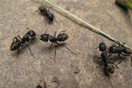 家裏突然很多螞蟻